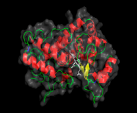 peroxidase